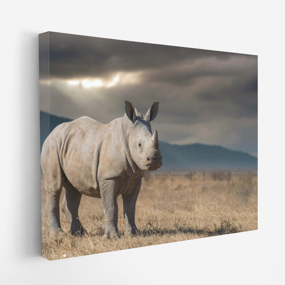 Rhinoceros View: Savannah Energy for Interiors