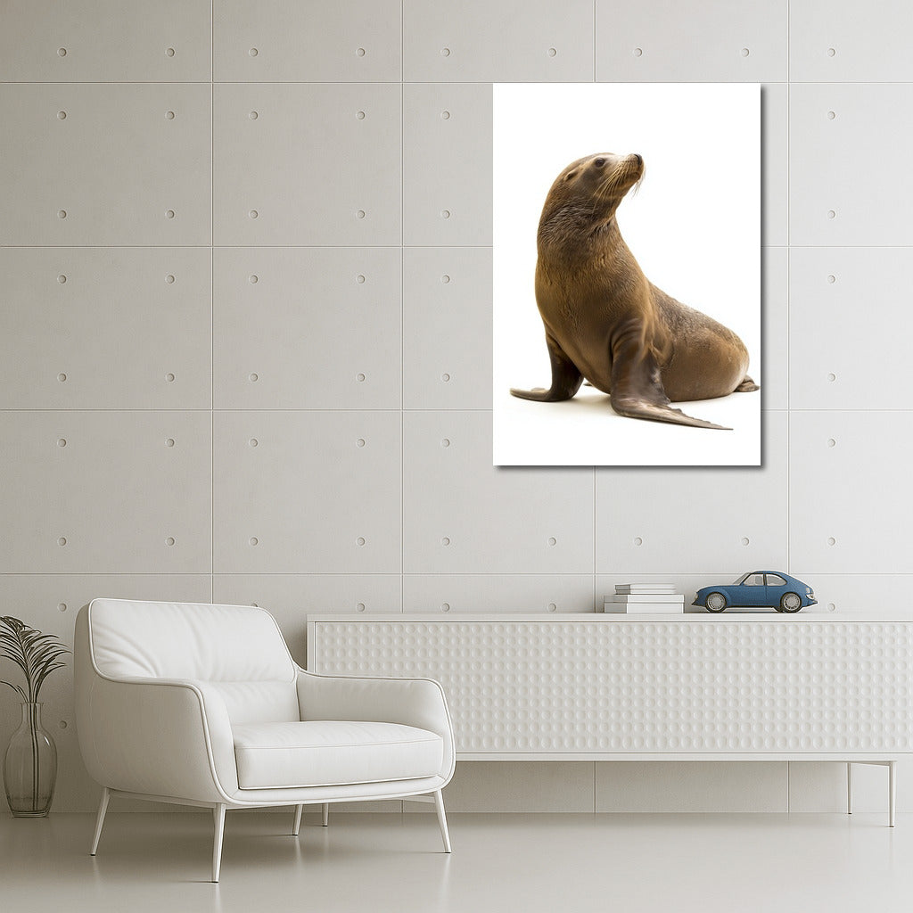 Sea Lion: A Whirlwind of Adventure and Freedom