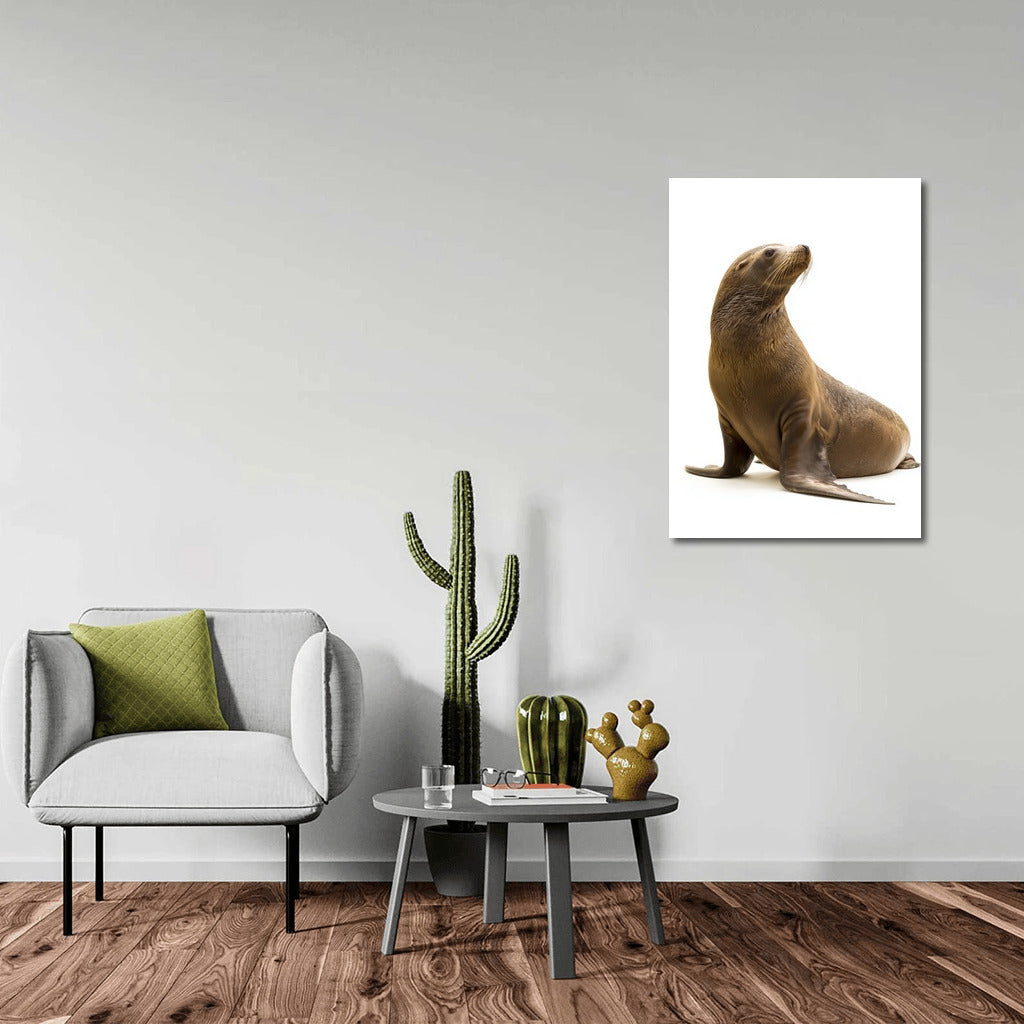 Sea Lion: A Whirlwind of Adventure and Freedom