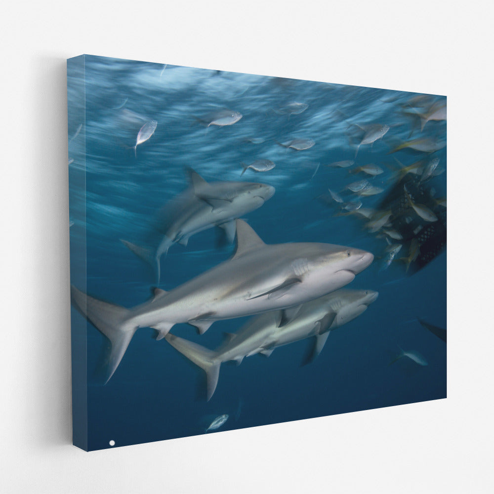 Grace of Sharks: Silent Dance of the Ocean