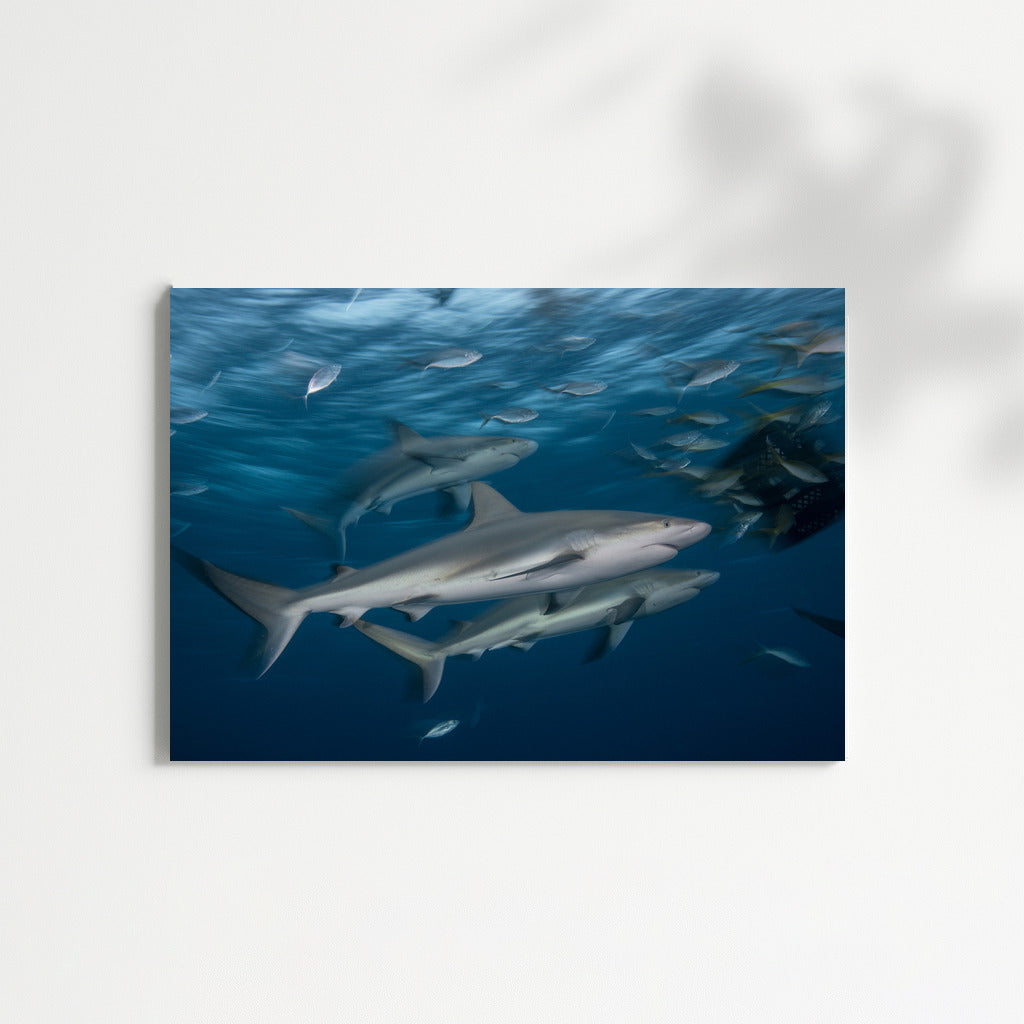 Grace of Sharks: Silent Dance of the Ocean
