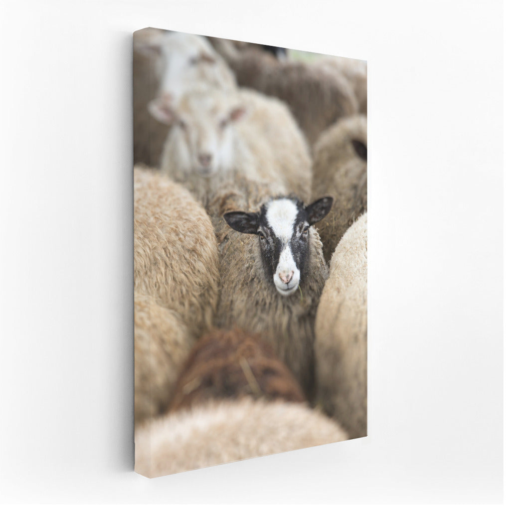 Fluffy Sheep: Comfort and Warmth for Your Home