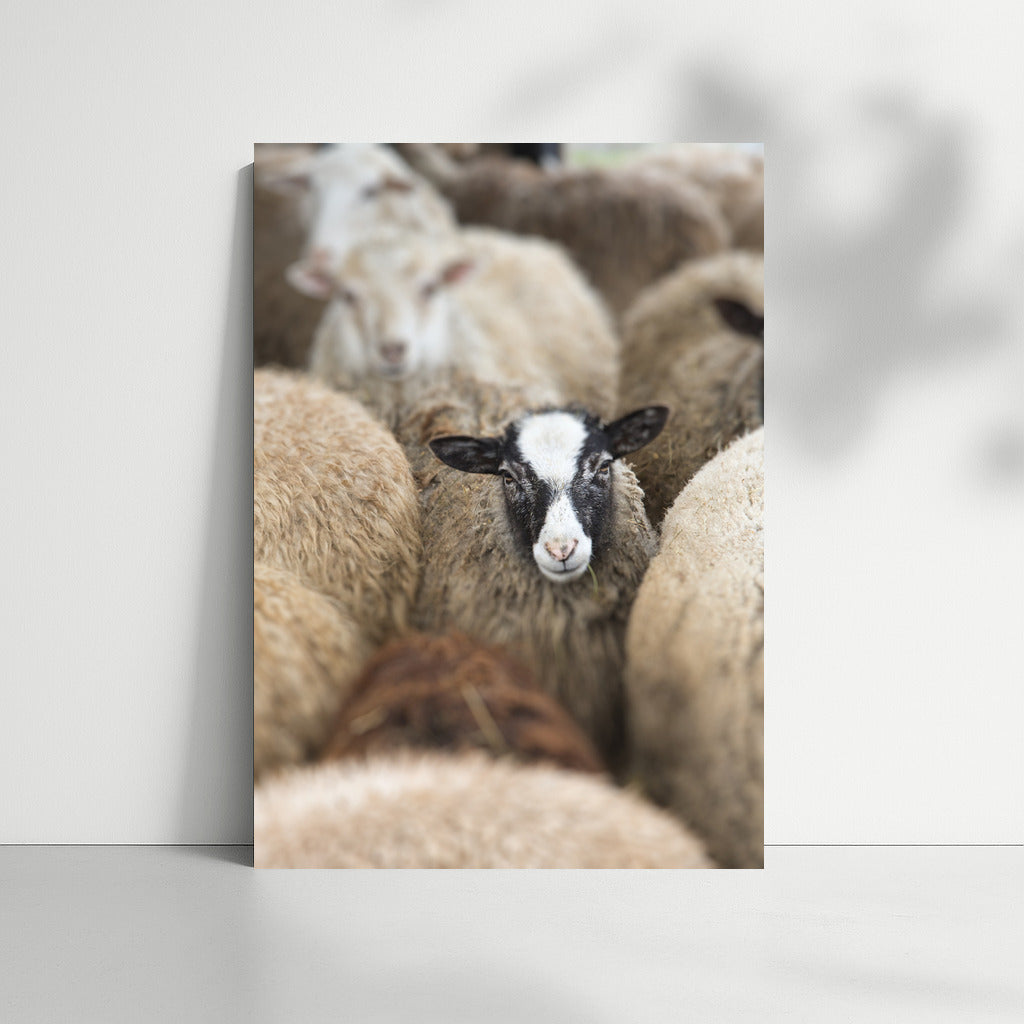 Fluffy Sheep: Comfort and Warmth for Your Home