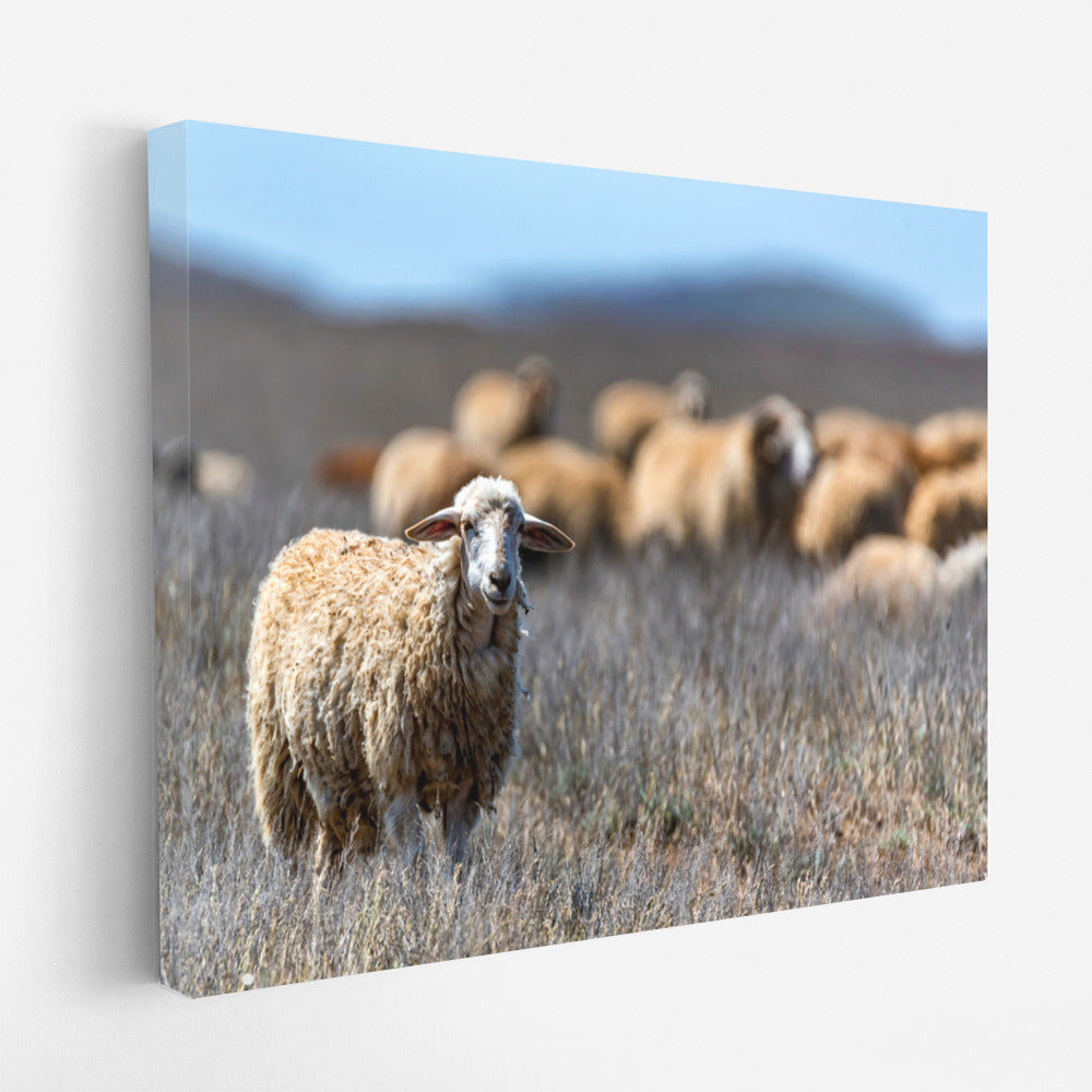 Sheep in the Meadows: Comfort and Warmth for Your Home