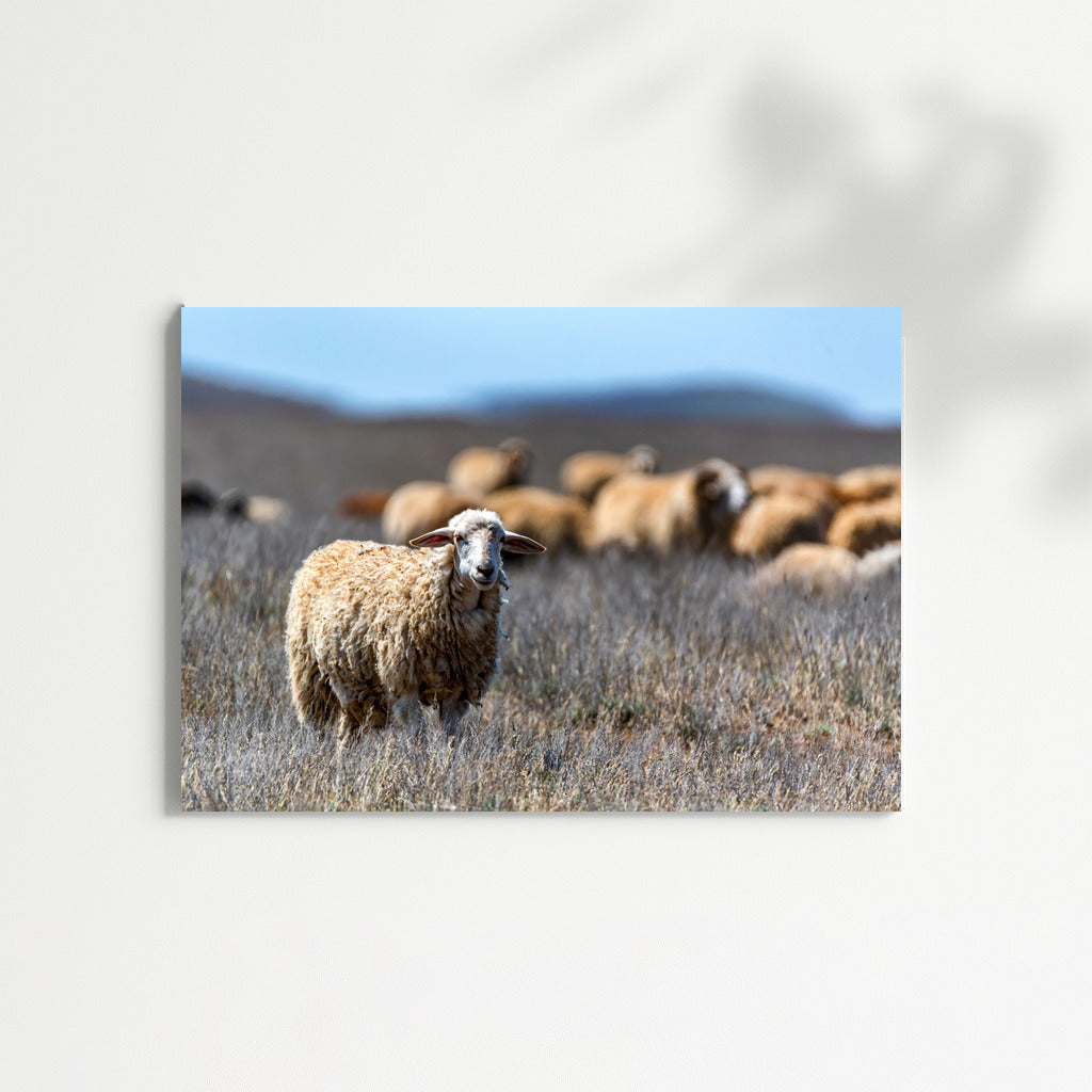 Sheep in the Meadows: Comfort and Warmth for Your Home