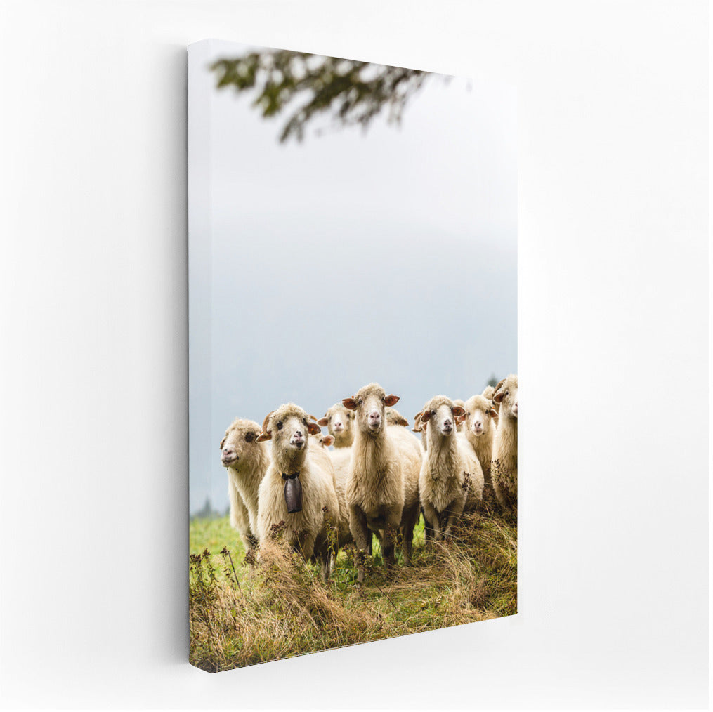 Country Idyll: Sheep in the Interior