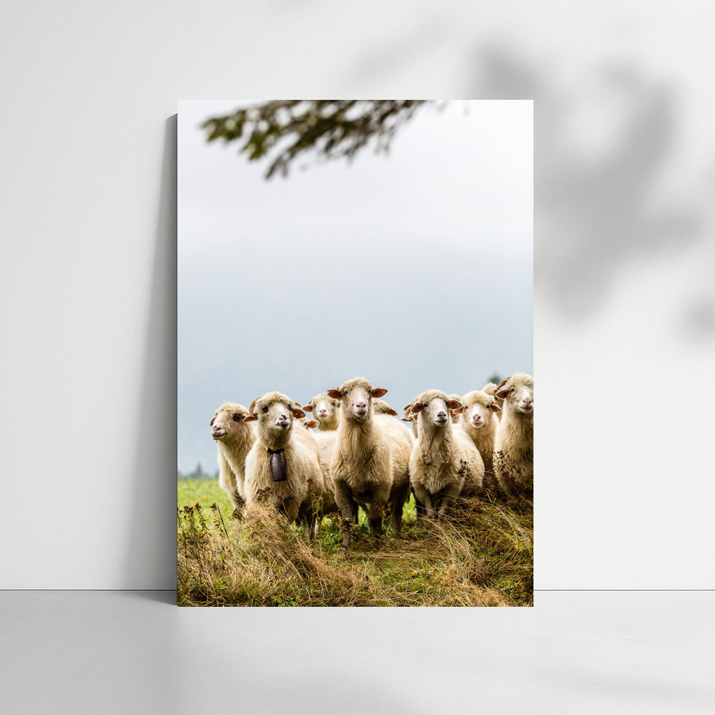 Country Idyll: Sheep in the Interior