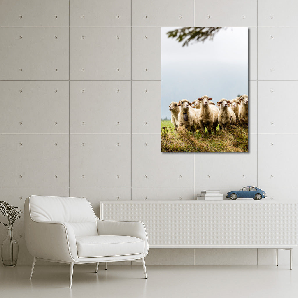 Country Idyll: Sheep in the Interior