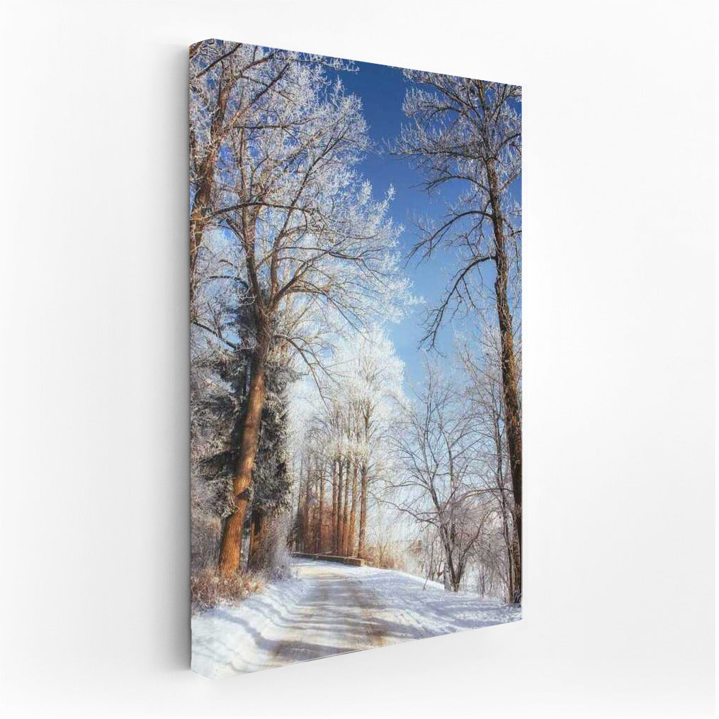 Winter Fairytale: Snowy Trees and Clear Skies