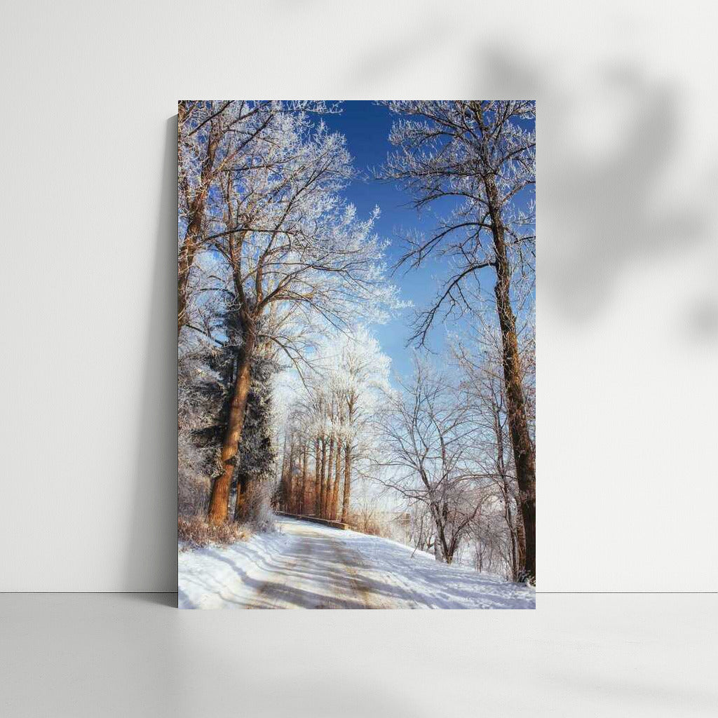 Winter Fairytale: Snowy Trees and Clear Skies