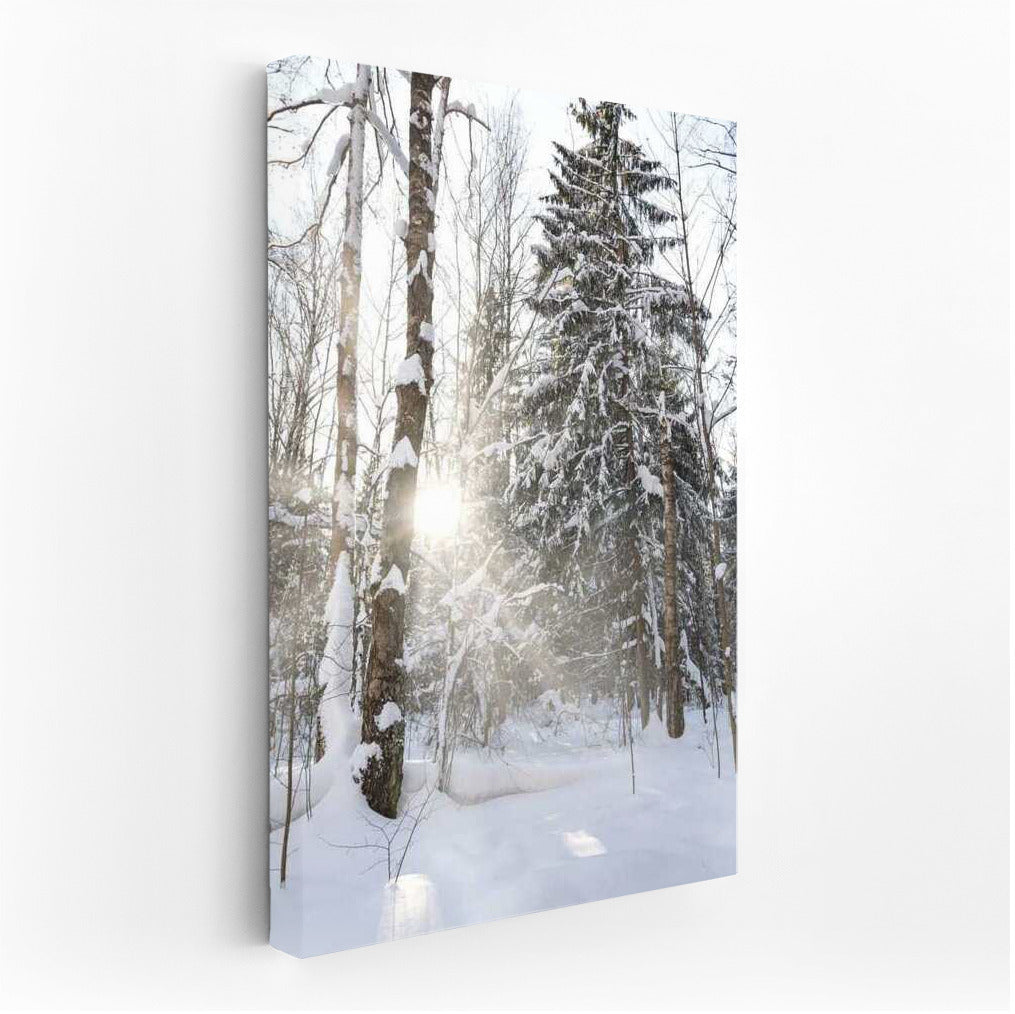 Winter Shine: The Enchanting Silence of the Snowy Forest