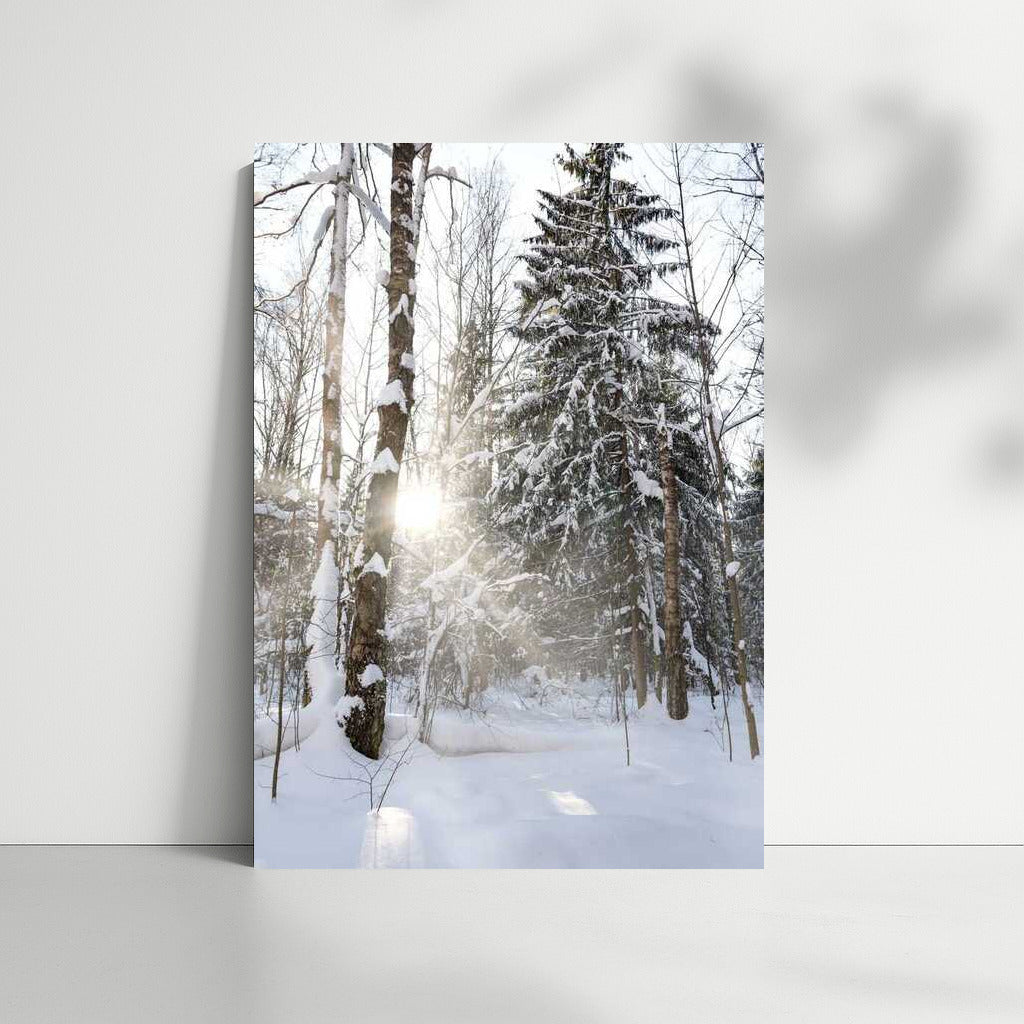 Winter Shine: The Enchanting Silence of the Snowy Forest