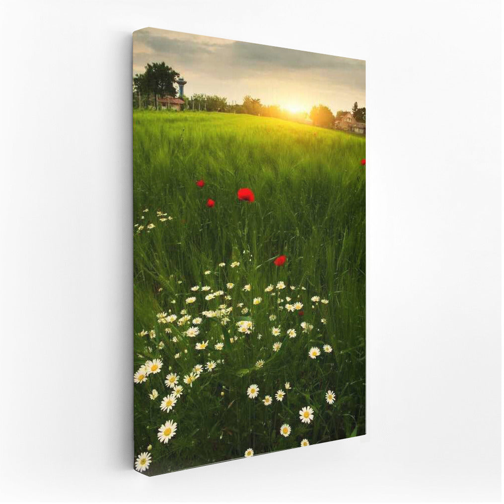 Summer Sunset: Blooming Daisies and Poppies