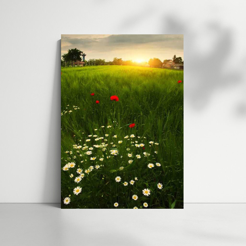 Summer Sunset: Blooming Daisies and Poppies