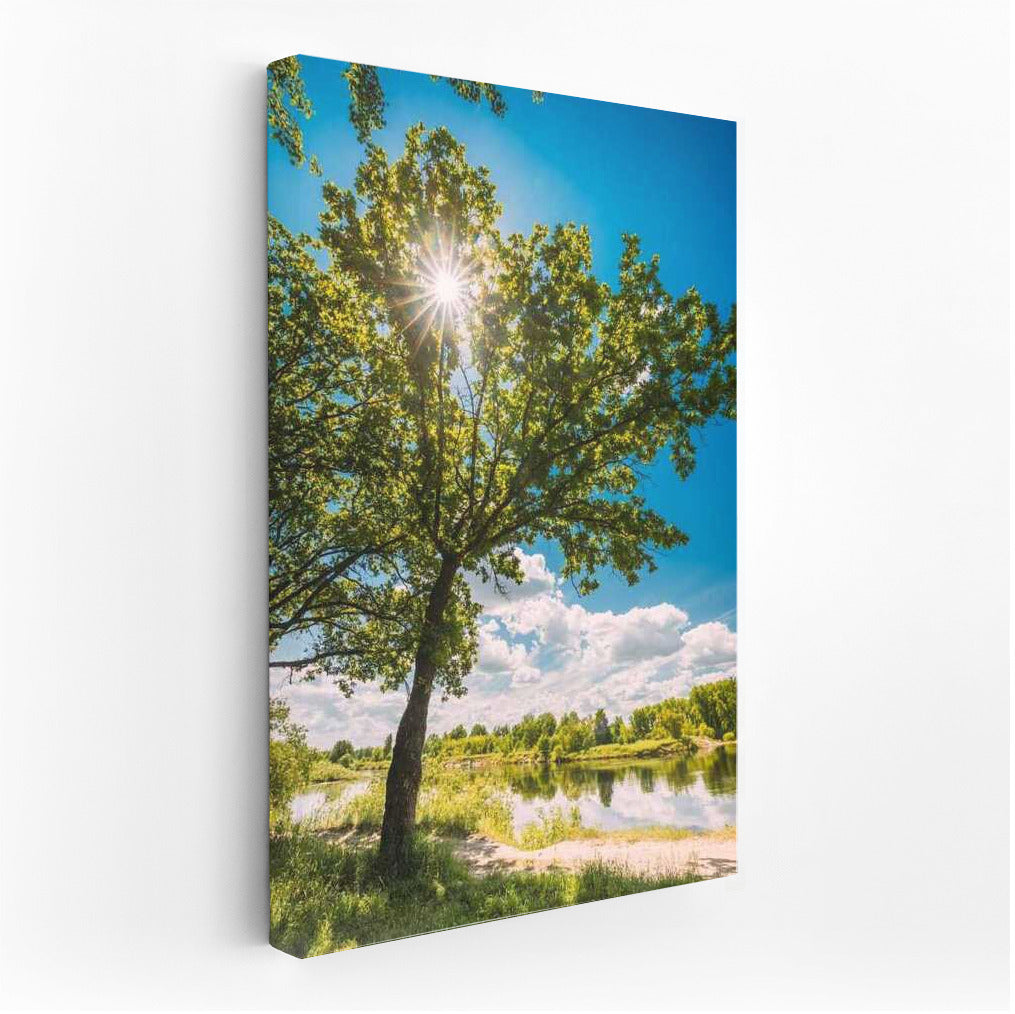 Summer Light: Sun Glare in a Natural Landscape