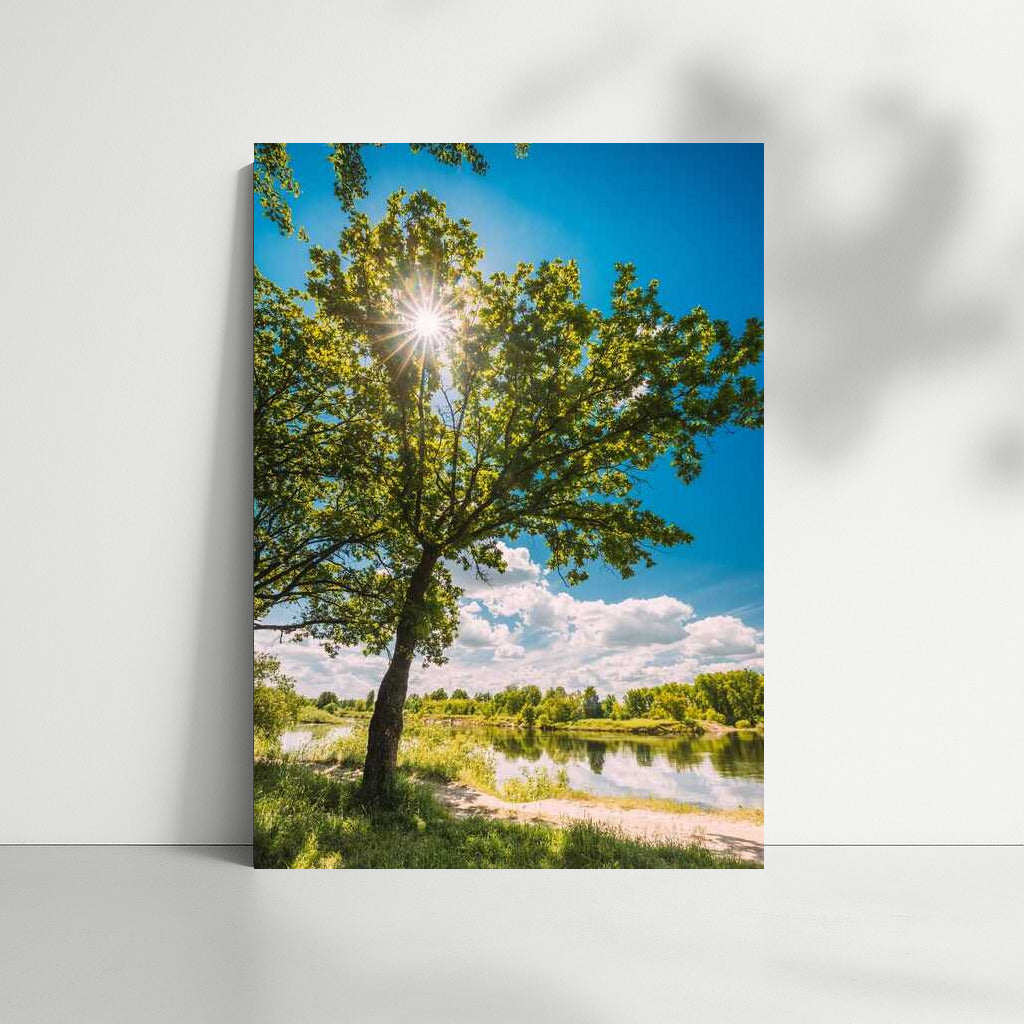 Summer Light: Sun Glare in a Natural Landscape