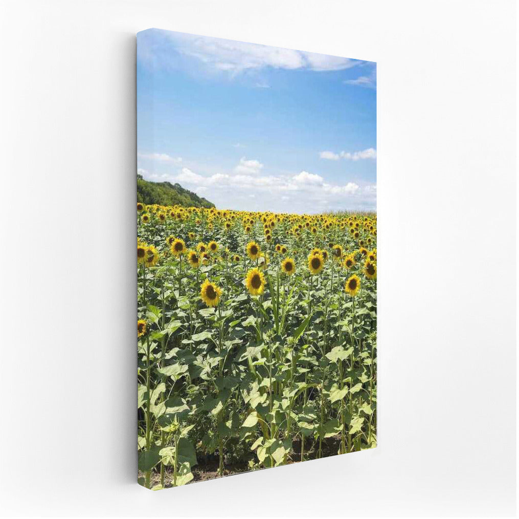 Summer Sun: Sunflower Field in Full Bloom