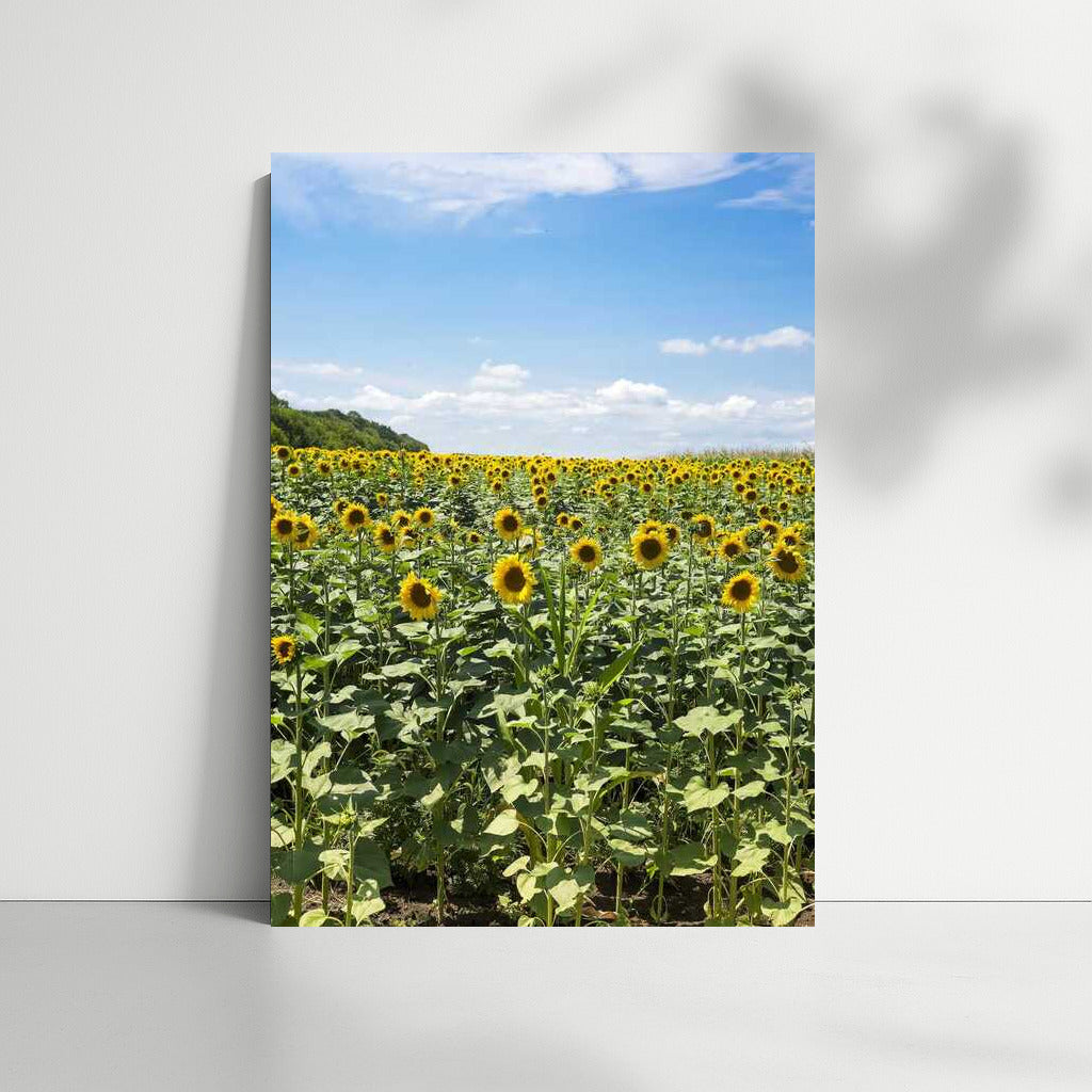 Summer Sun: Sunflower Field in Full Bloom