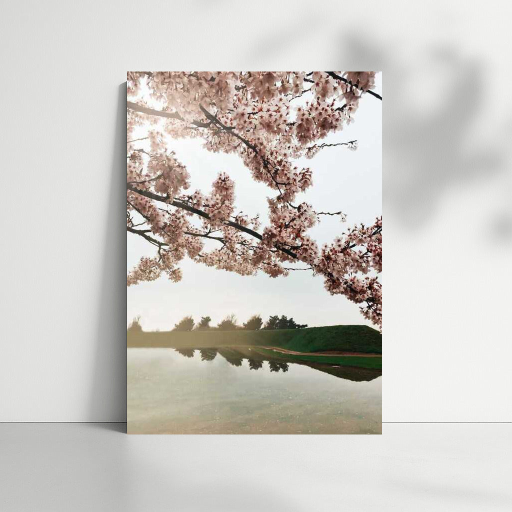 Spring Charm: Cherry Blossoms Over the Lake