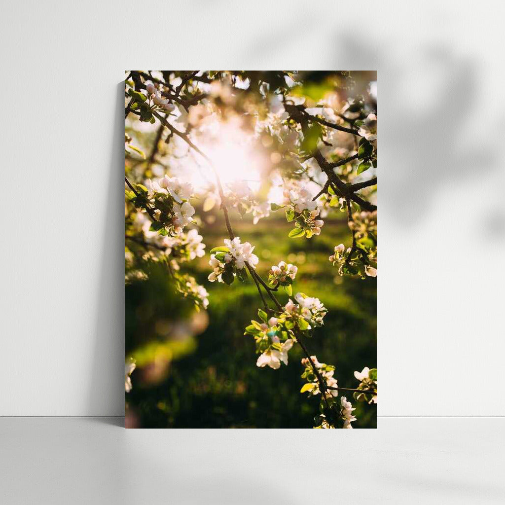Spring Awakening: Flowers and Sun Rays in Landscape