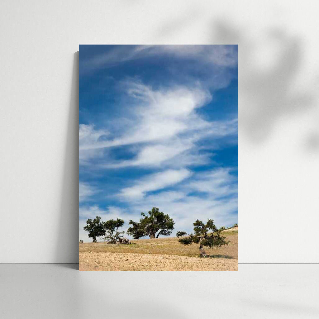 Serenity of the Skies and Graceful Trees: Nature Scenery