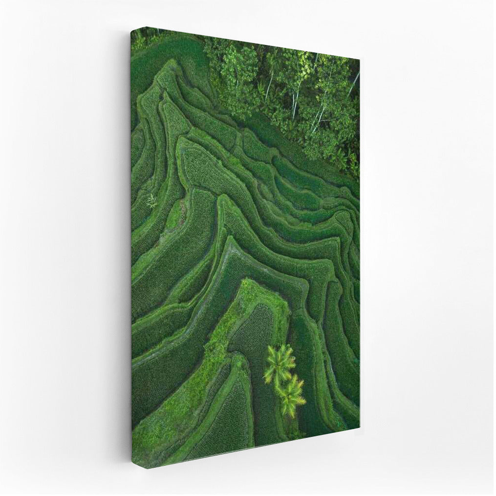 Emerald Terraces: Harmony of Rice Fields