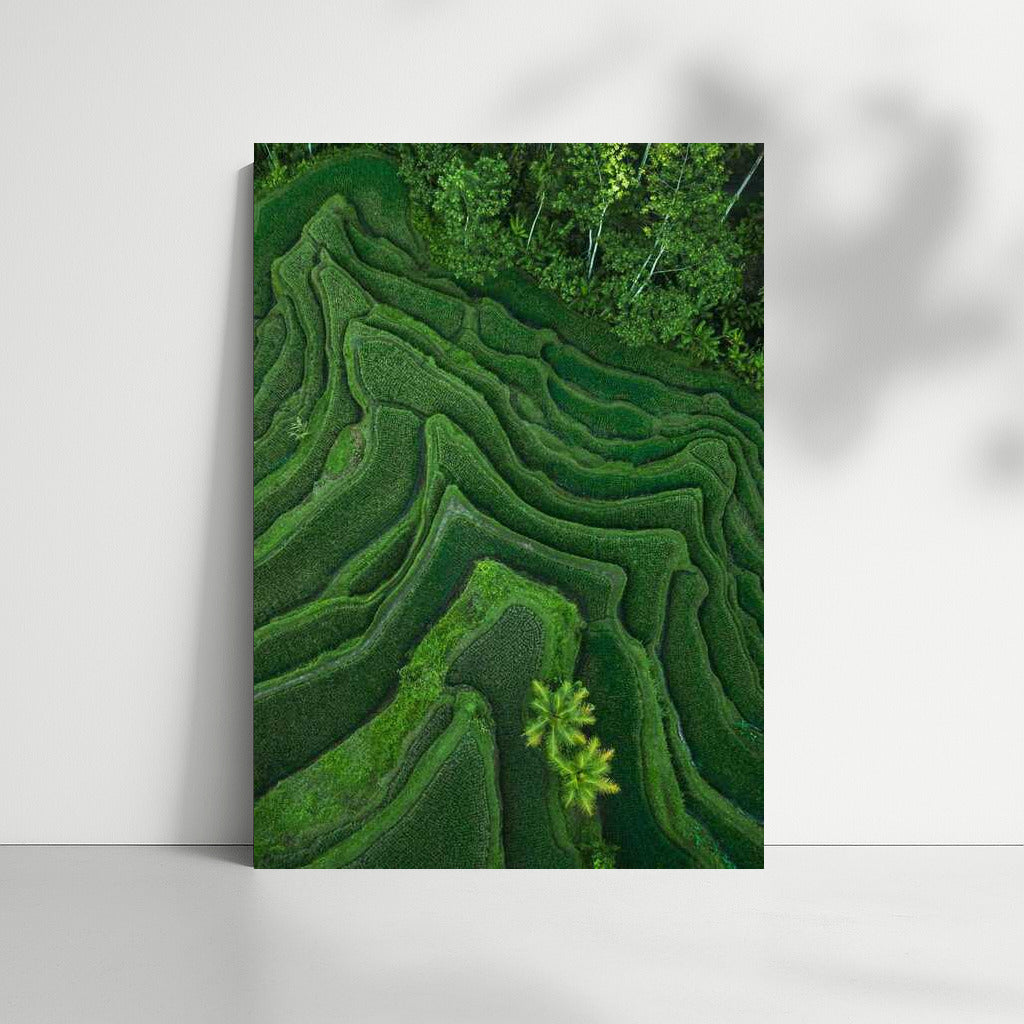 Emerald Terraces: Harmony of Rice Fields