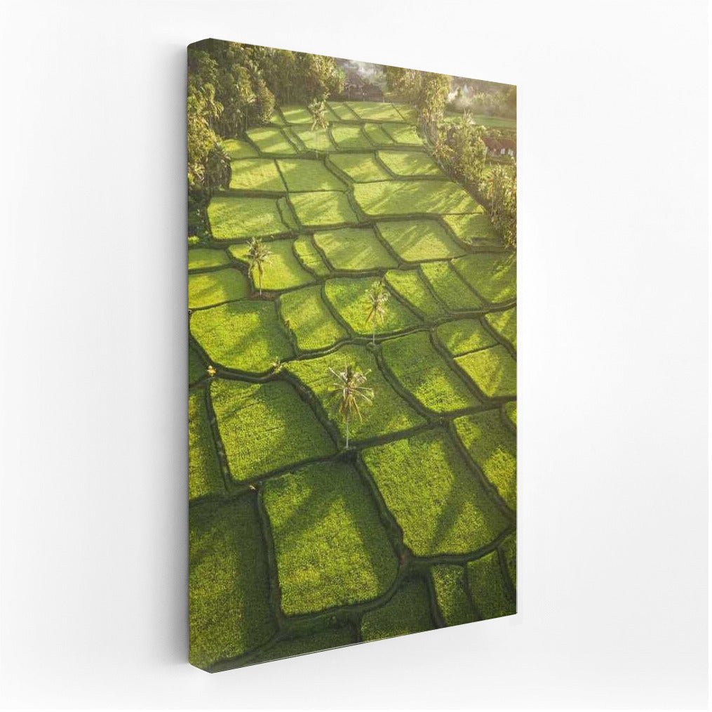 Emerald Rice Fields in Sunlight: Harmony of Nature for Your Home