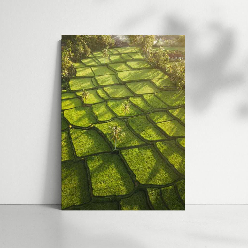 Emerald Rice Fields in Sunlight: Harmony of Nature for Your Home