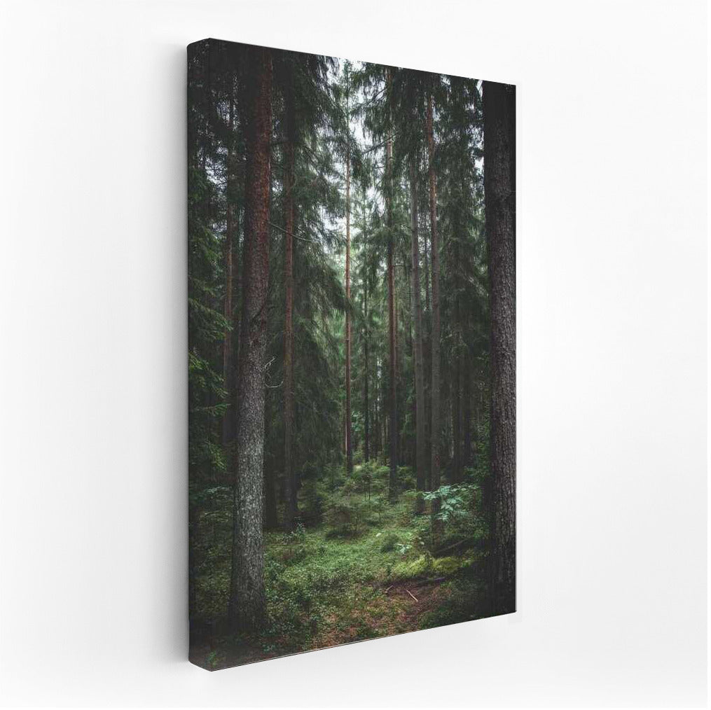 Forest Tale: The Greatness of Nature and Trees