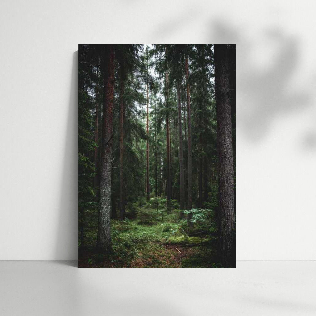Forest Tale: The Greatness of Nature and Trees
