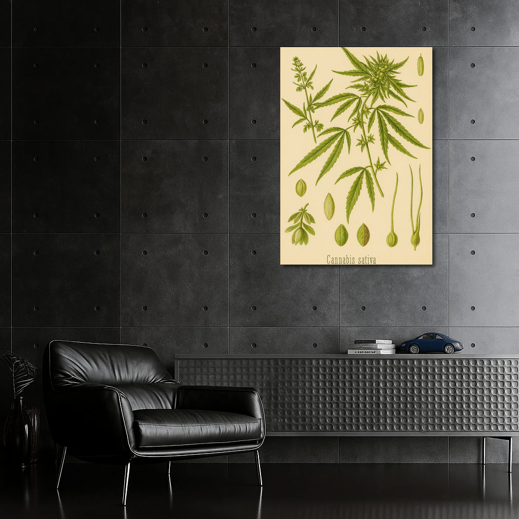 Elegant Botany: Cannabis Sativa for Harmony and Inspiration