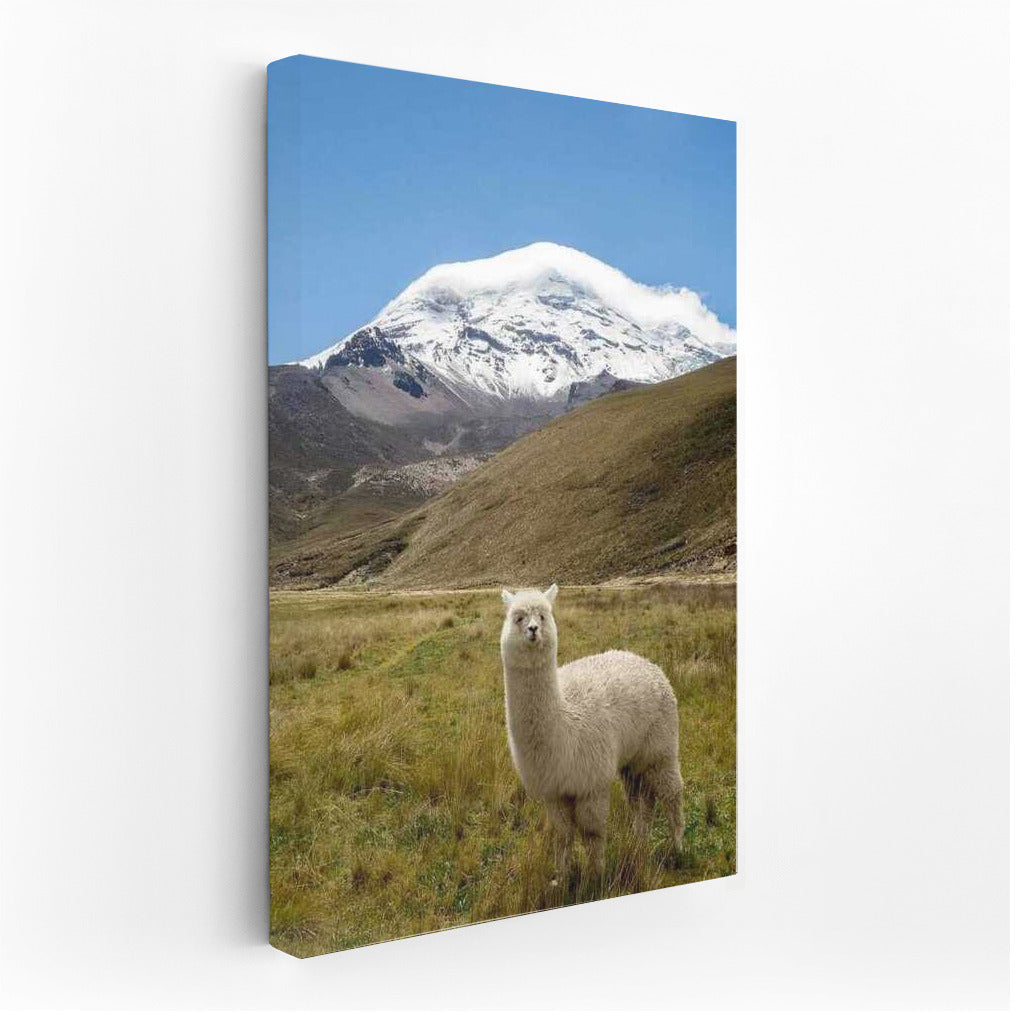 Majestic Llama in Argentina's Snowy Peaks