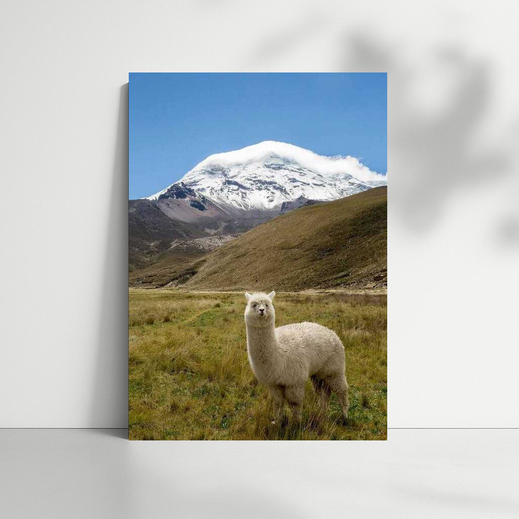 Majestic Llama in Argentina's Snowy Peaks