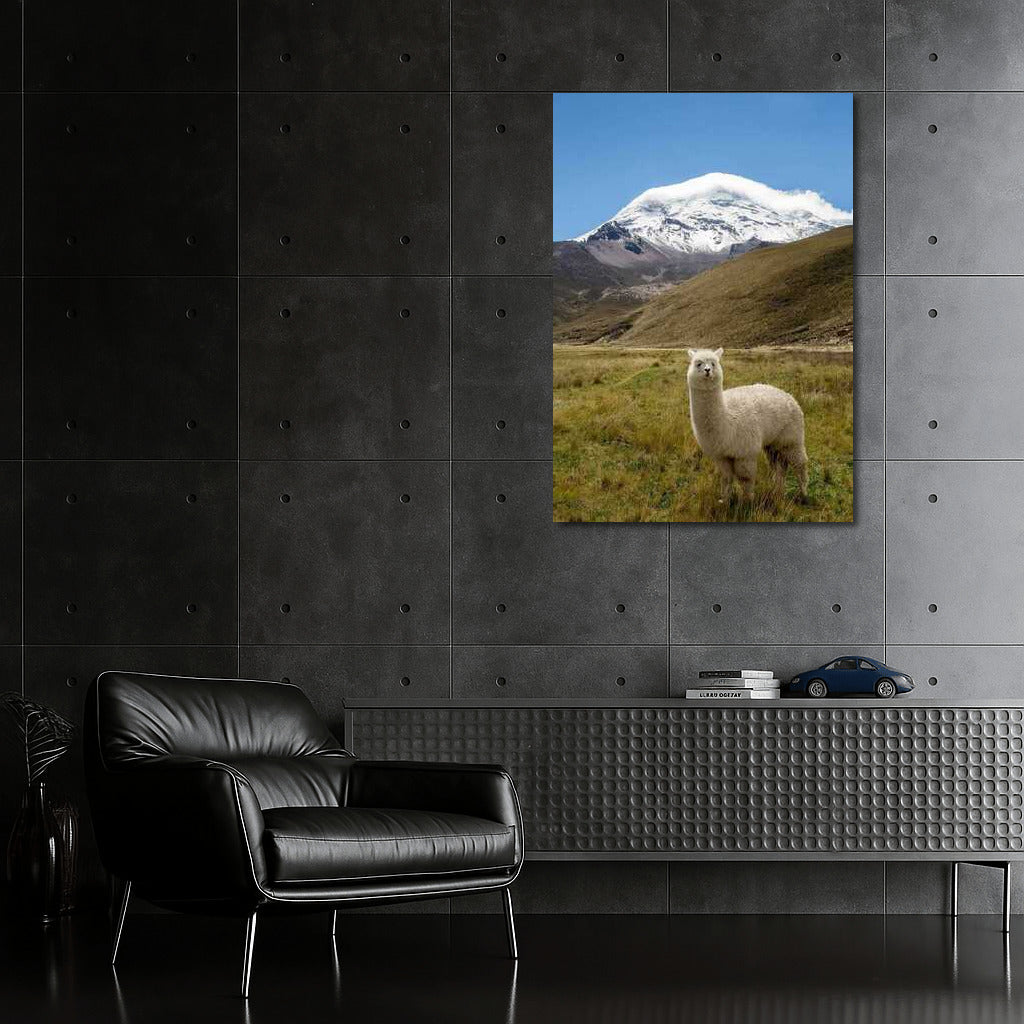 Majestic Llama in Argentina's Snowy Peaks