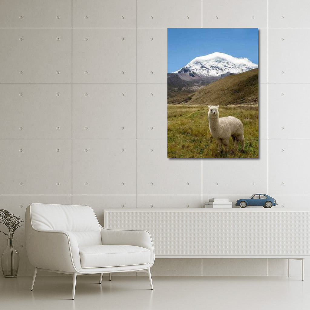 Majestic Llama in Argentina's Snowy Peaks
