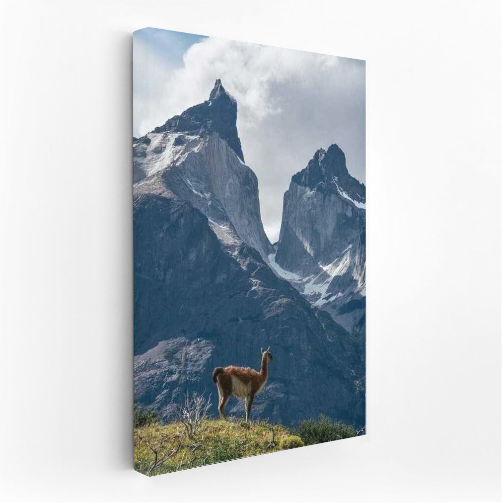The Majesty of Chile's Mountains and the Lonely Llama: Nature's Inspiration
