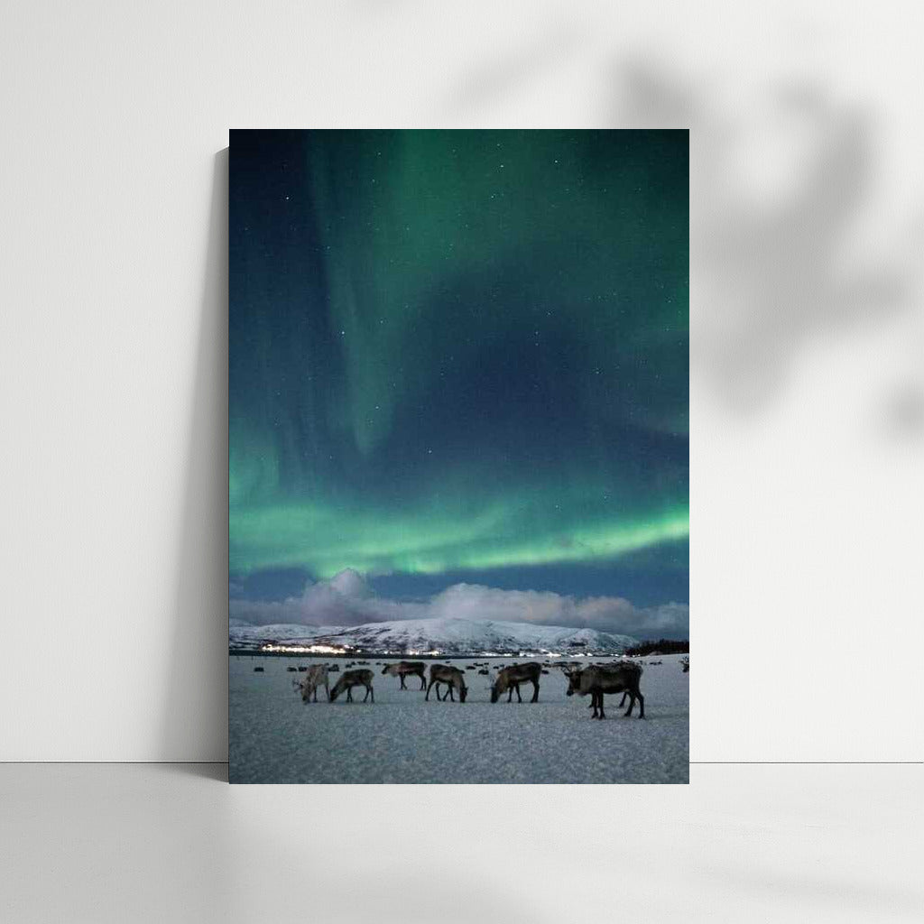 Northern Lights over Finnish Pastoral: Enchantment of the Night