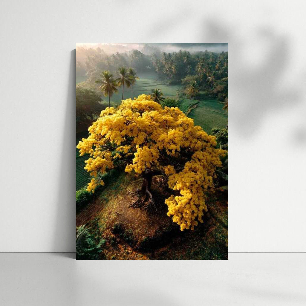 Indonesia's Golden Tree: Natural Charm
