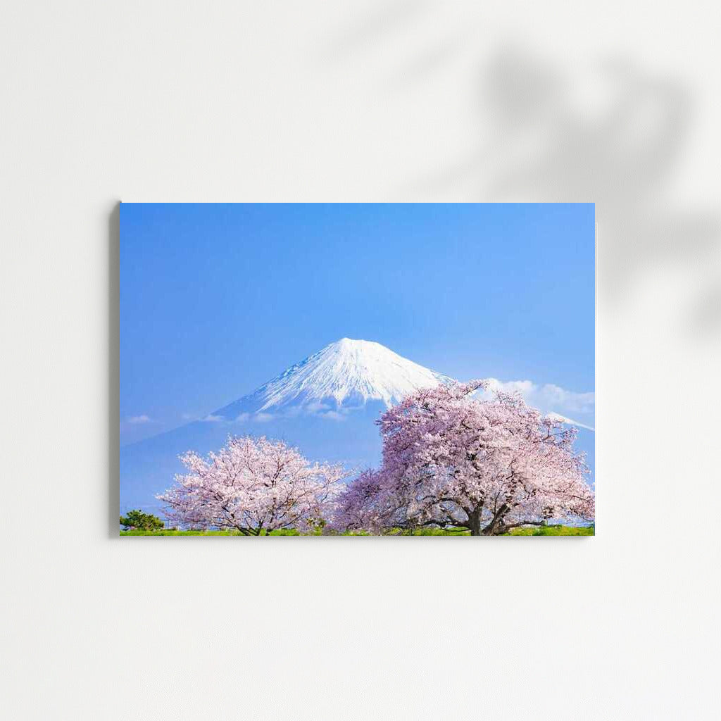 Blooming Sakura and the Majesty of Fuji: Country, Japan