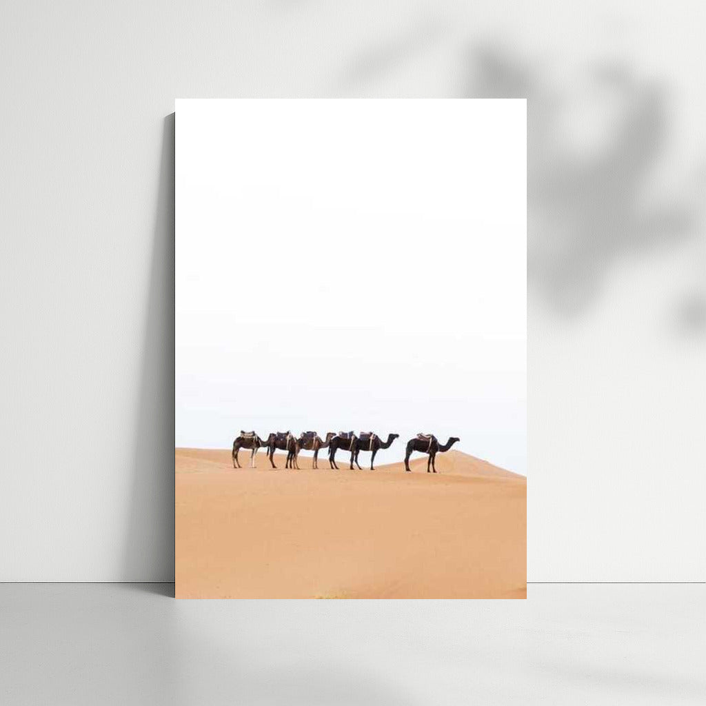 Camels in the Sands of Morocco: A Journey Through the Country