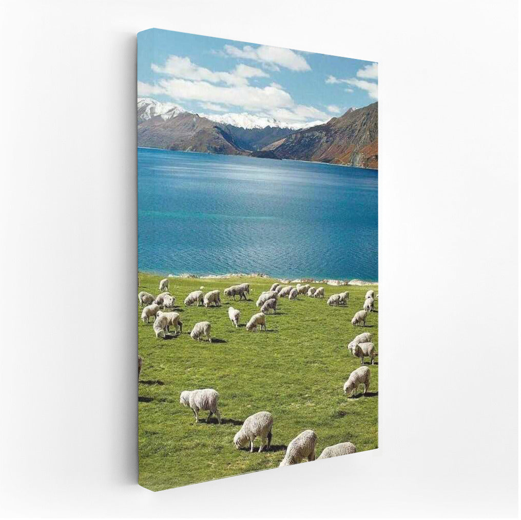 Sheep's Paradise: New Zealand's Mountain Pastoral
