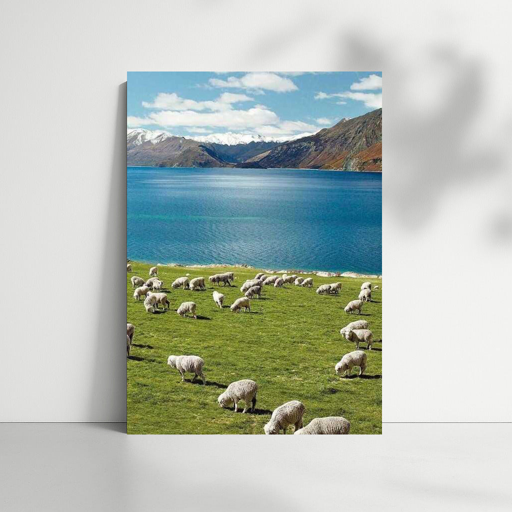 Sheep's Paradise: New Zealand's Mountain Pastoral