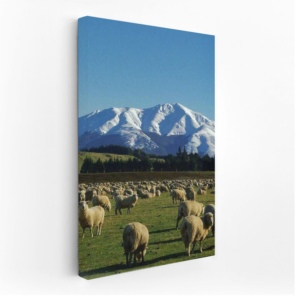 Tranquil Sheep in the Snowy Mountains of New Zealand