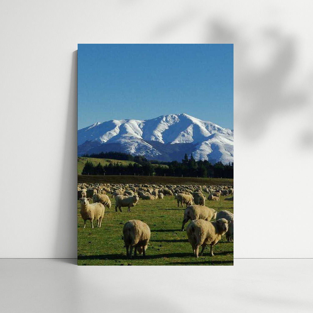 Tranquil Sheep in the Snowy Mountains of New Zealand
