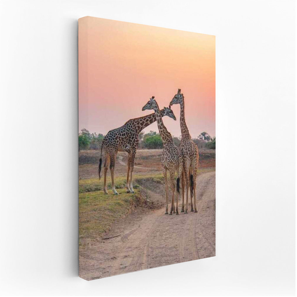 Sunset in the South African Savannah: The Majesty of Giraffes