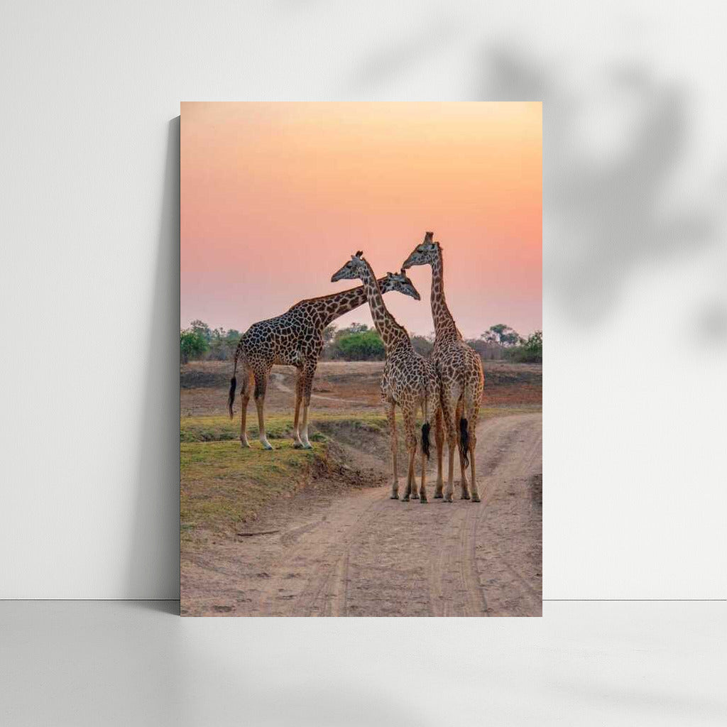 Sunset in the South African Savannah: The Majesty of Giraffes