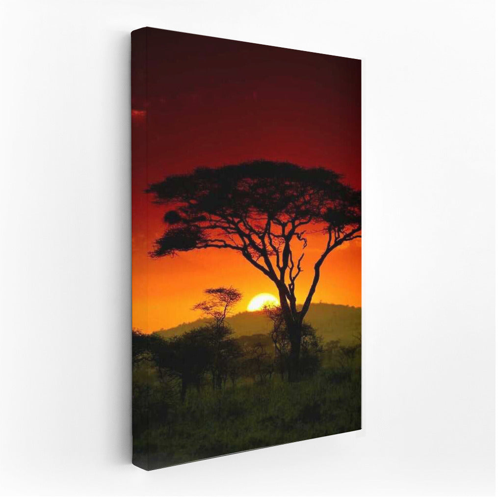 Acacia at Sunset: South Africa in Warm Tones