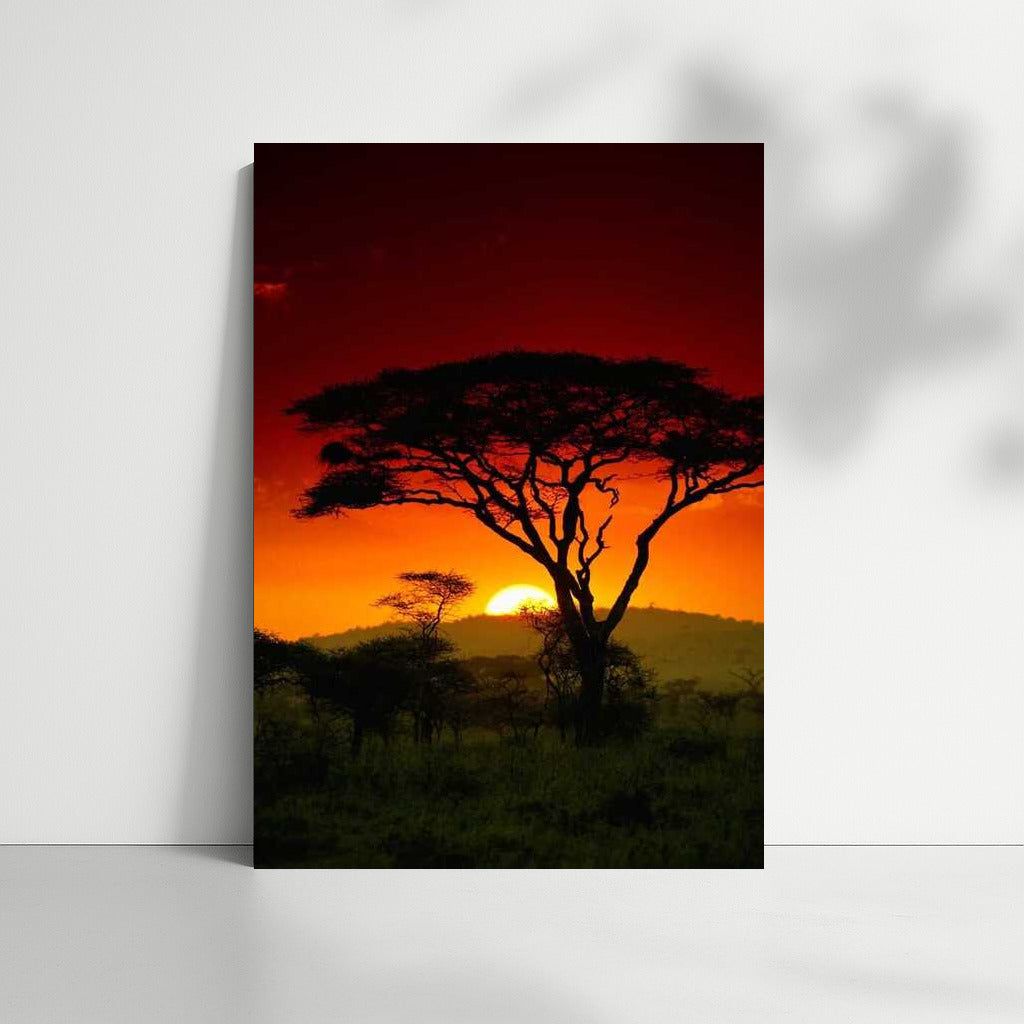 Acacia at Sunset: South Africa in Warm Tones