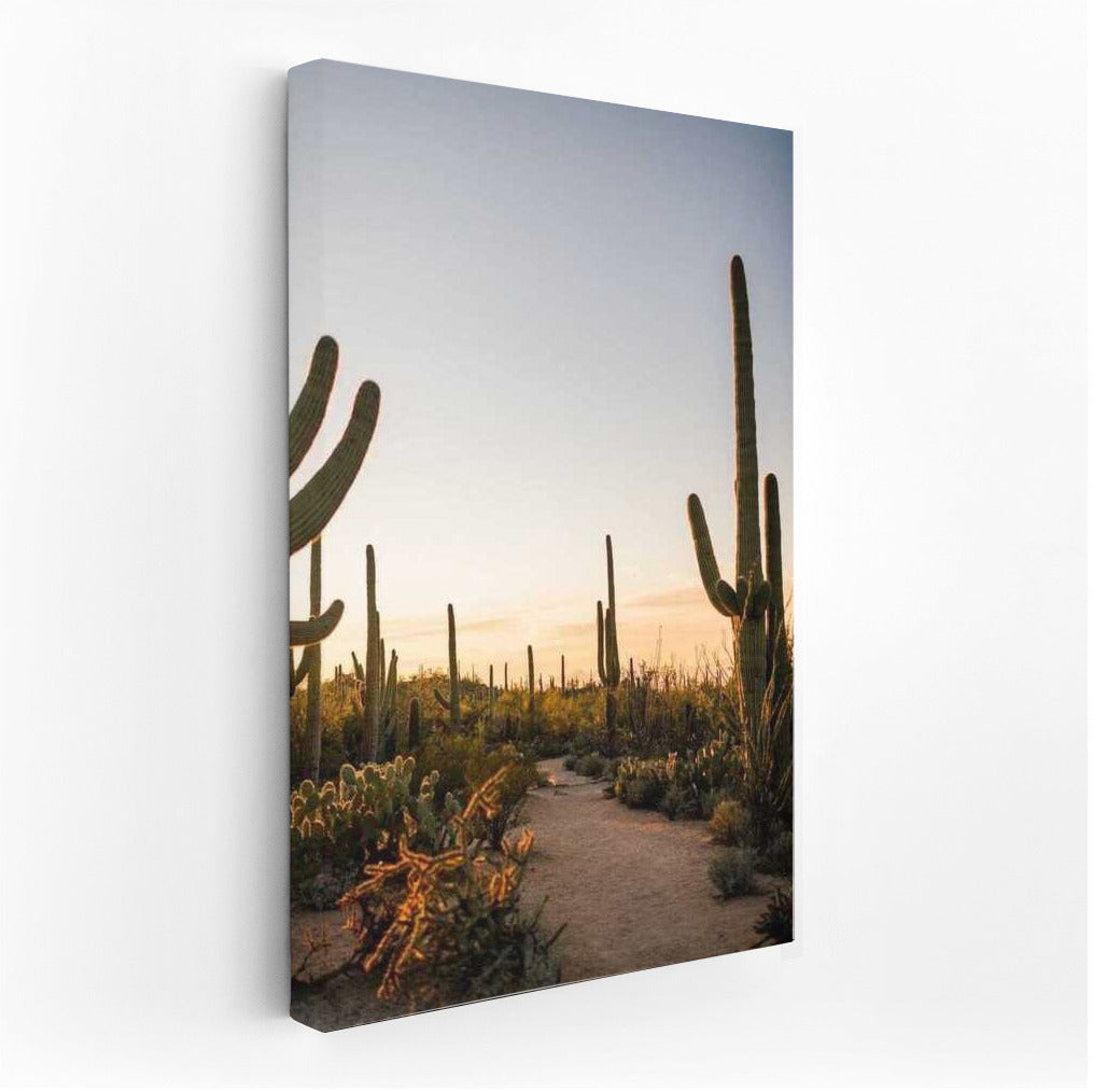 Arizona Grandeur: Sunset Among the Cacti